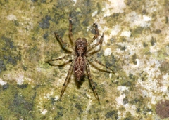 Spartaeus