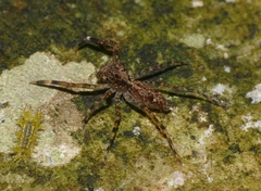 Spartaeus