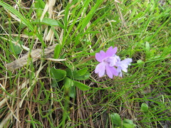 Primula integrifolia