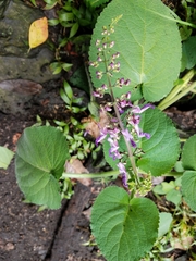 Lamiaceae