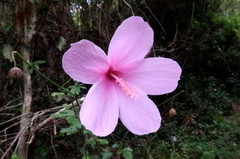 Hibiscus pedunculatus
