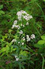 Galium × pseudoboreale