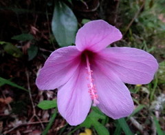Hibiscus pedunculatus