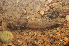 Pseudogobius poicilosoma