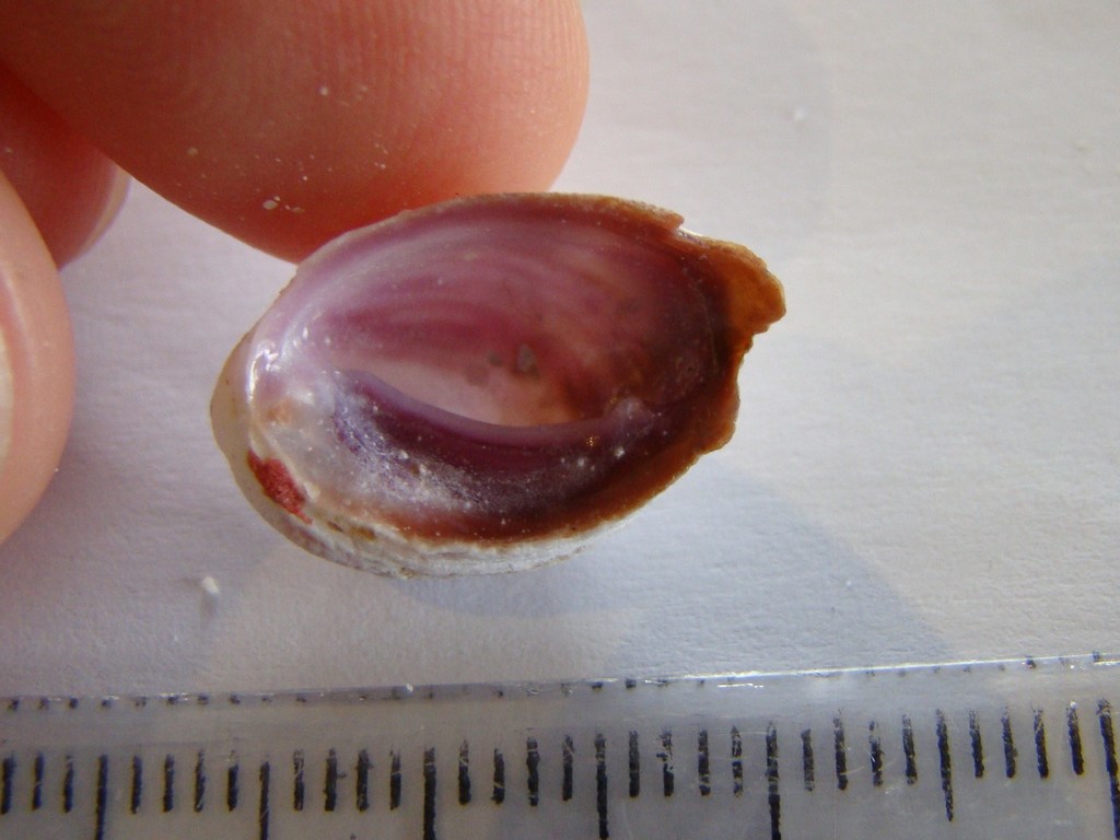 Galeropsis monodonta