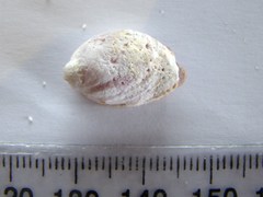 Galeropsis monodontus