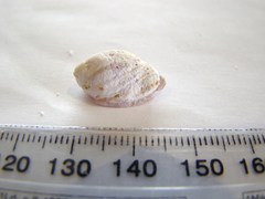 Galeropsis monodontus