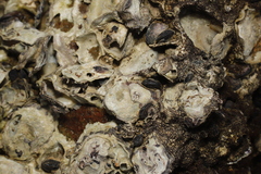 Saccostrea