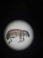 Sitona cylindricollis