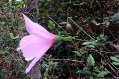 Hibiscus pedunculatus