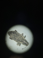 Sitona cylindricollis