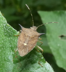 Euschistus carbonerus