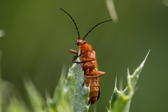 Rhagonycha fulva