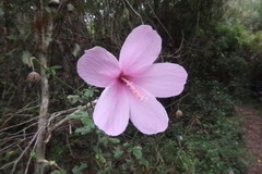 Hibiscus pedunculatus