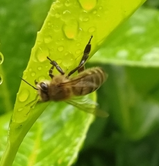 Apis mellifera