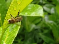 Apis mellifera