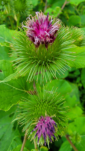 Greater burdock