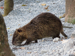 Myocastor coypus