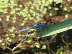 Erythemis simplicicollis