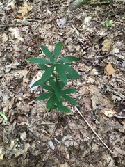 Lilium philadelphicum