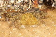 Metopograpsus frontalis