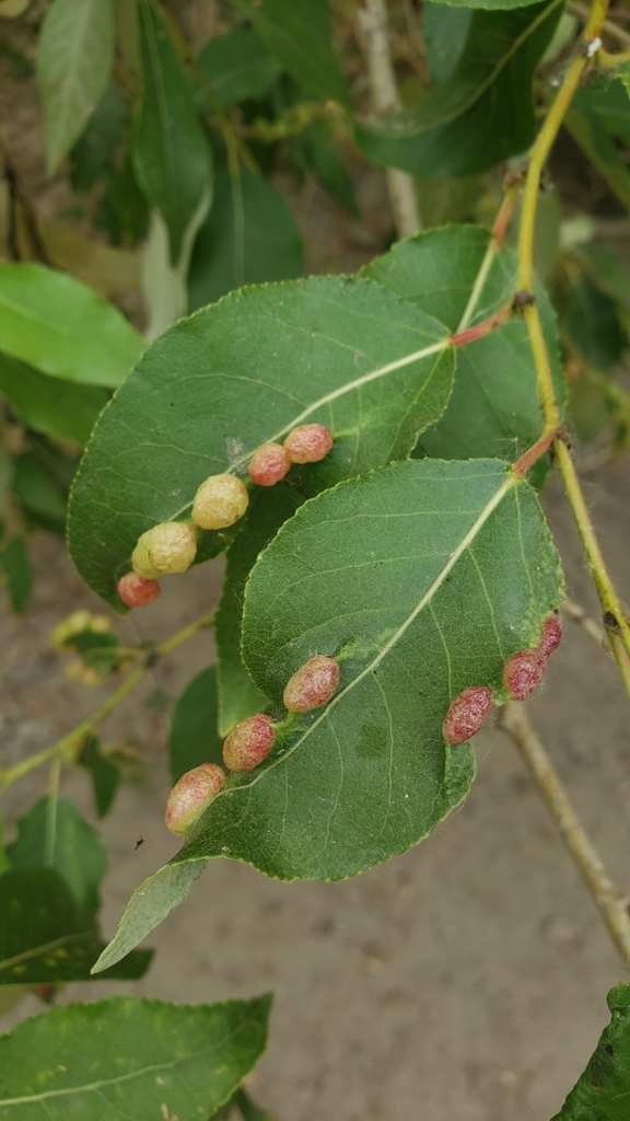 Bead-like Cottonwood Gall aphid