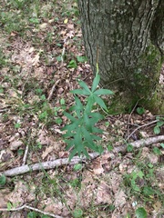 Lilium philadelphicum