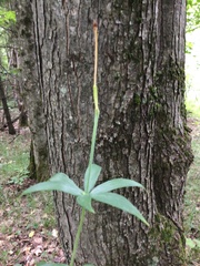 Lilium philadelphicum