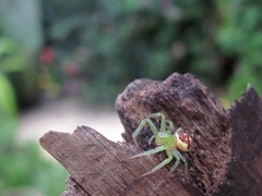 Misumenops