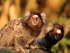 Callithrix jacchus × penicillata