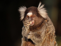 Callithrix jacchus × penicillata