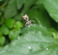 Micrathena picta