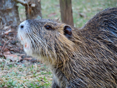 Myocastor coypus
