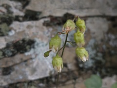 Heuchera alba