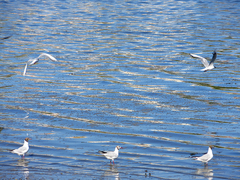 Chroicocephalus ridibundus