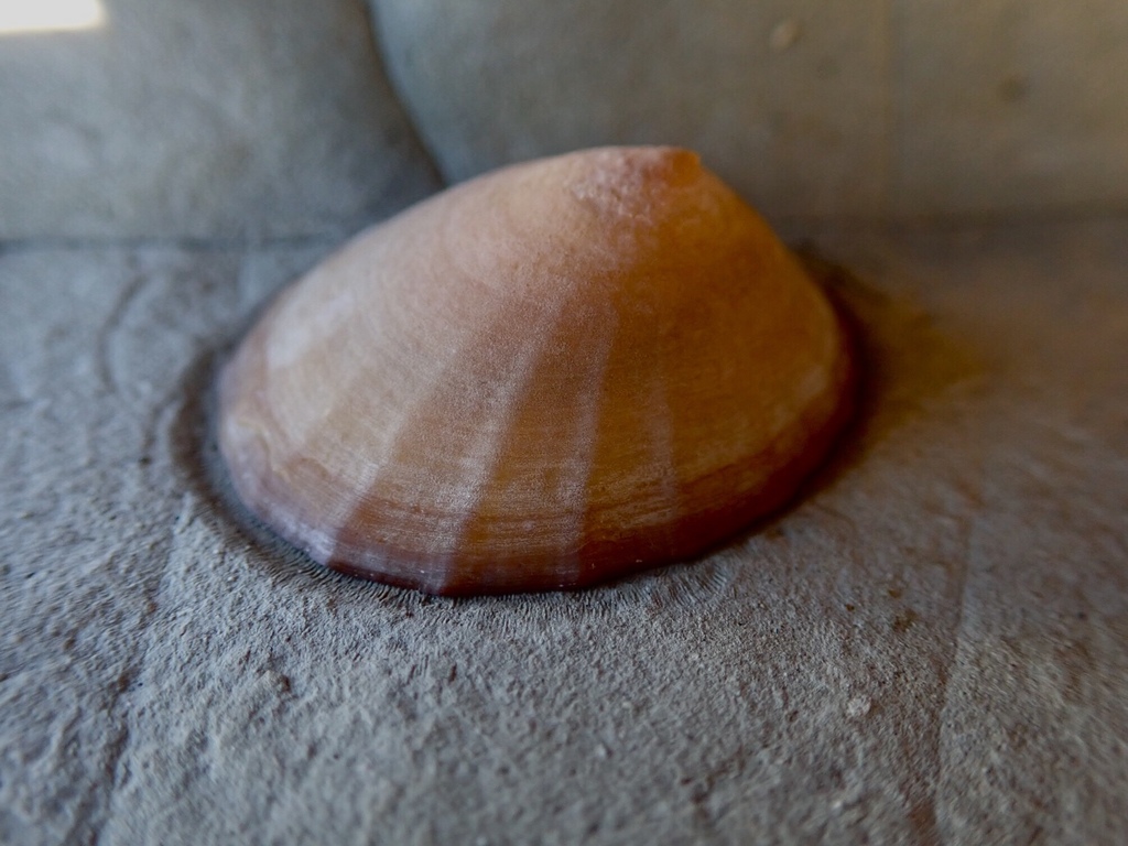 Nacelloidea