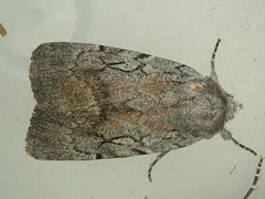 Setagrotis pallidicollis
