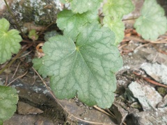 Heuchera alba
