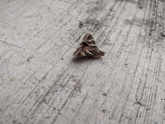 Melipotis perpendicularis