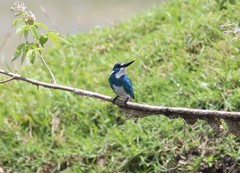 Alcedo coerulescens