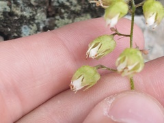 Heuchera alba