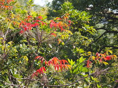 Toxicodendron succedaneum