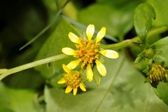 Wollastonia biflora