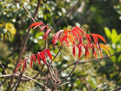 Toxicodendron succedaneum