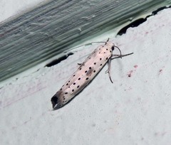 Yponomeuta irrorellus