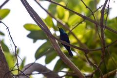 Cinnyris bifasciatus