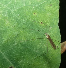 Gonomyia