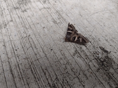 Melipotis perpendicularis