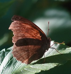 Junonia iphita
