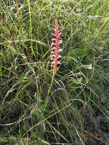 Image of Satyrium macrophyllum by no rights reserved